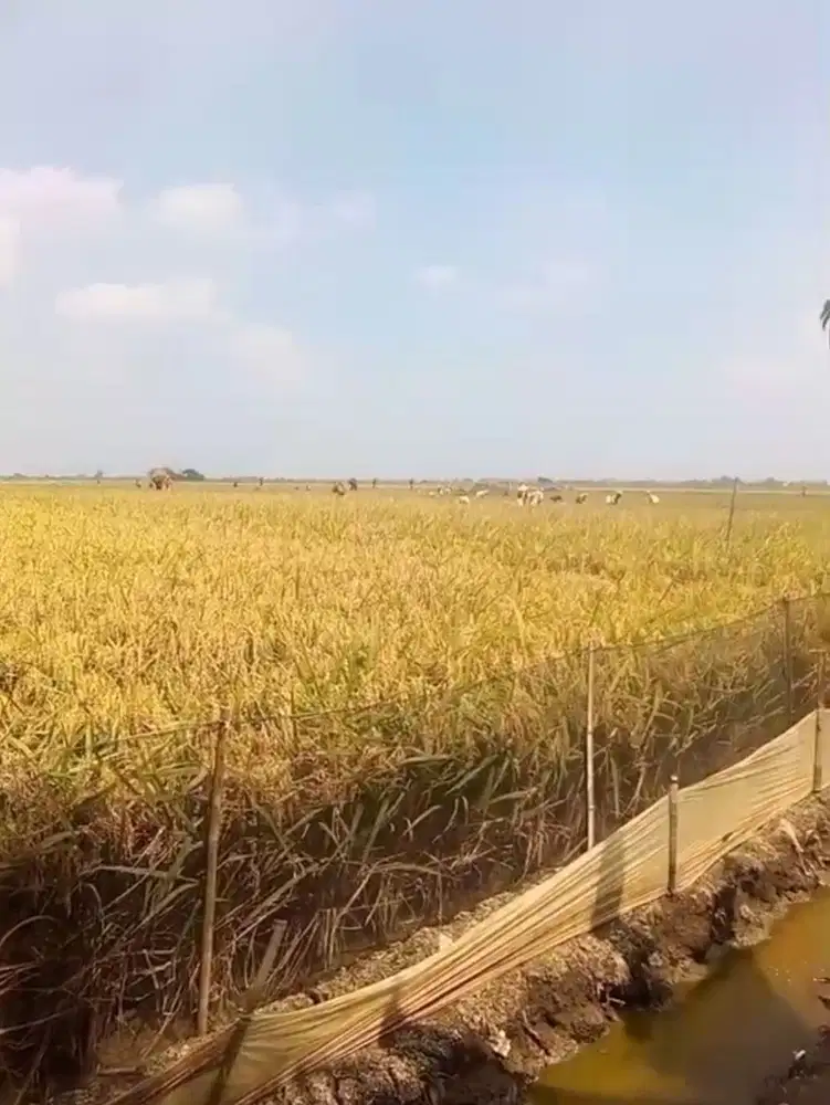 Sawah subur luas 5000 m², msk Mobil.
