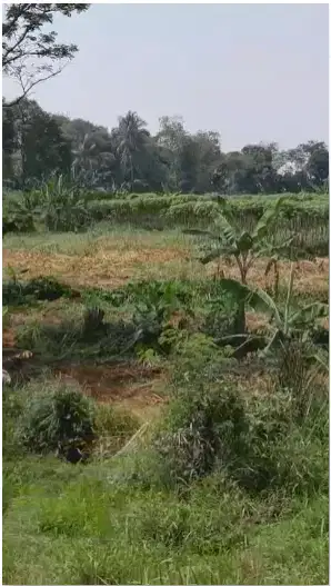 TANAH DIJUAL CEMPLANG CIAMPEA BOGOR