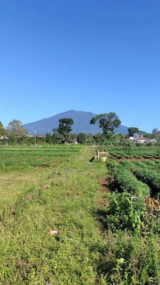 Dijual Tanah 1 ha Cugenang, Cianjur