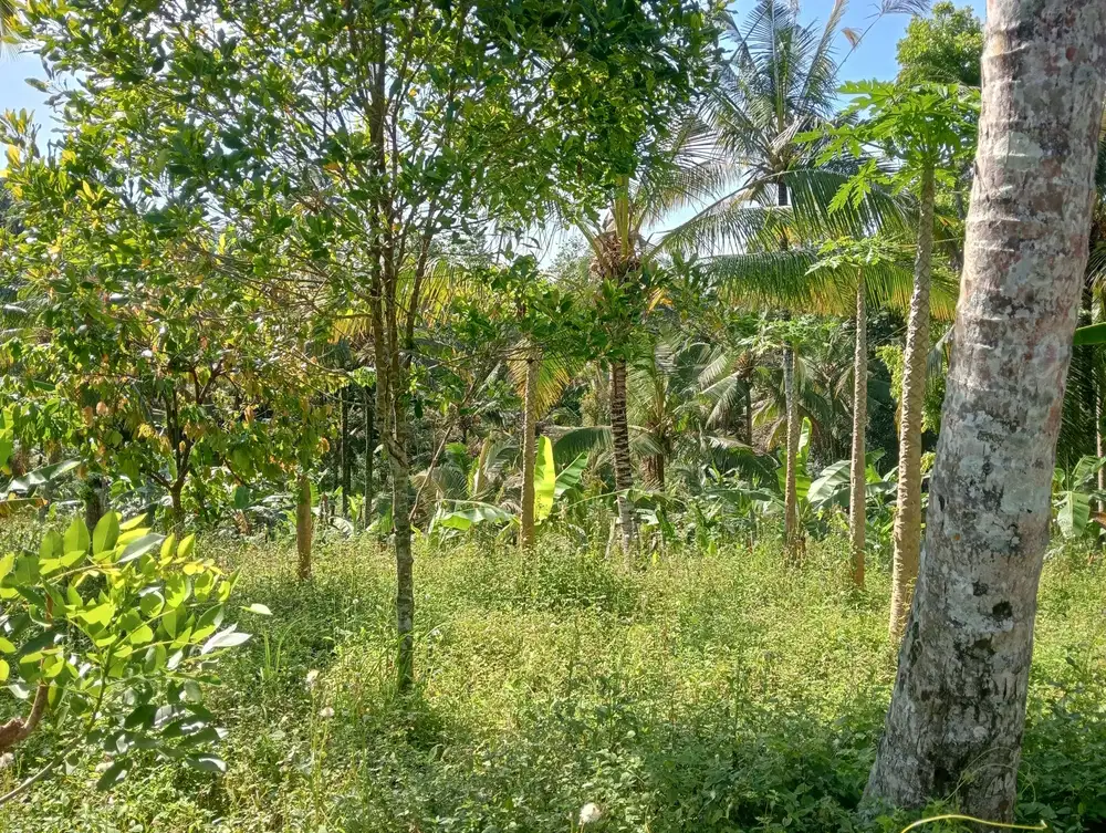 Dijual tanah kebun produktif view gunung tempat strategis