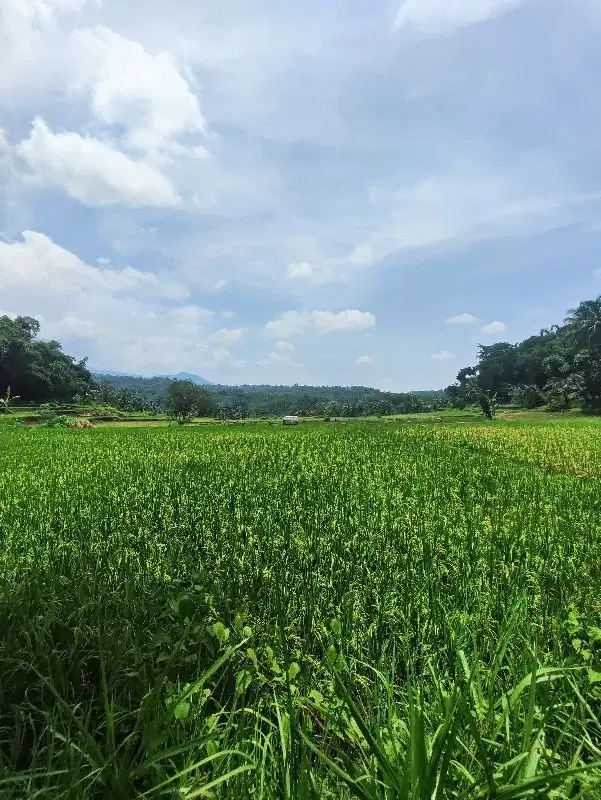 SAWAH AKTIF 2300 DEKAT KAMPUS PELITA HATI SCHOOL ARUM SABIL CITY FORES