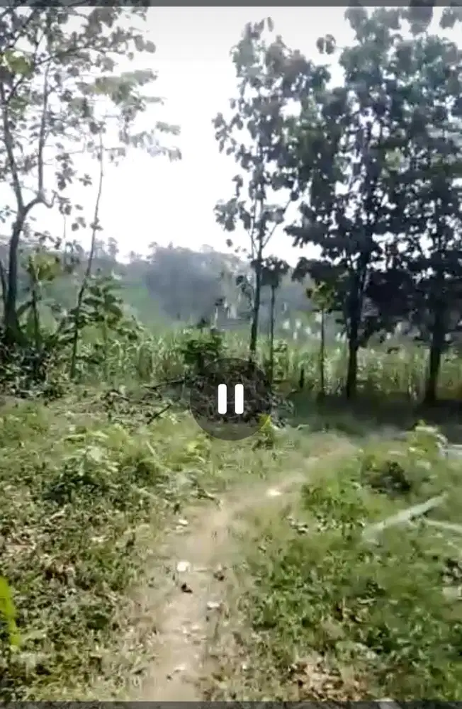 Dijual cepat tanah kebun subur nol jalan Wonosalam, Jombang