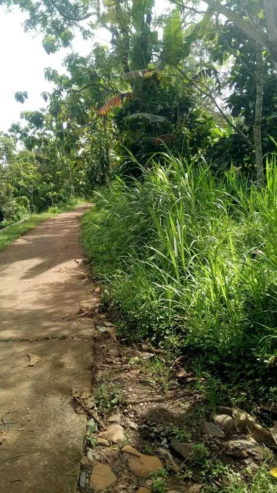 Dijual cepat kebun durian sudah berbuah di Wonosalam, jombang
