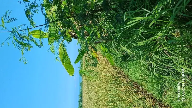 Tanah dekat Pantai Pasut