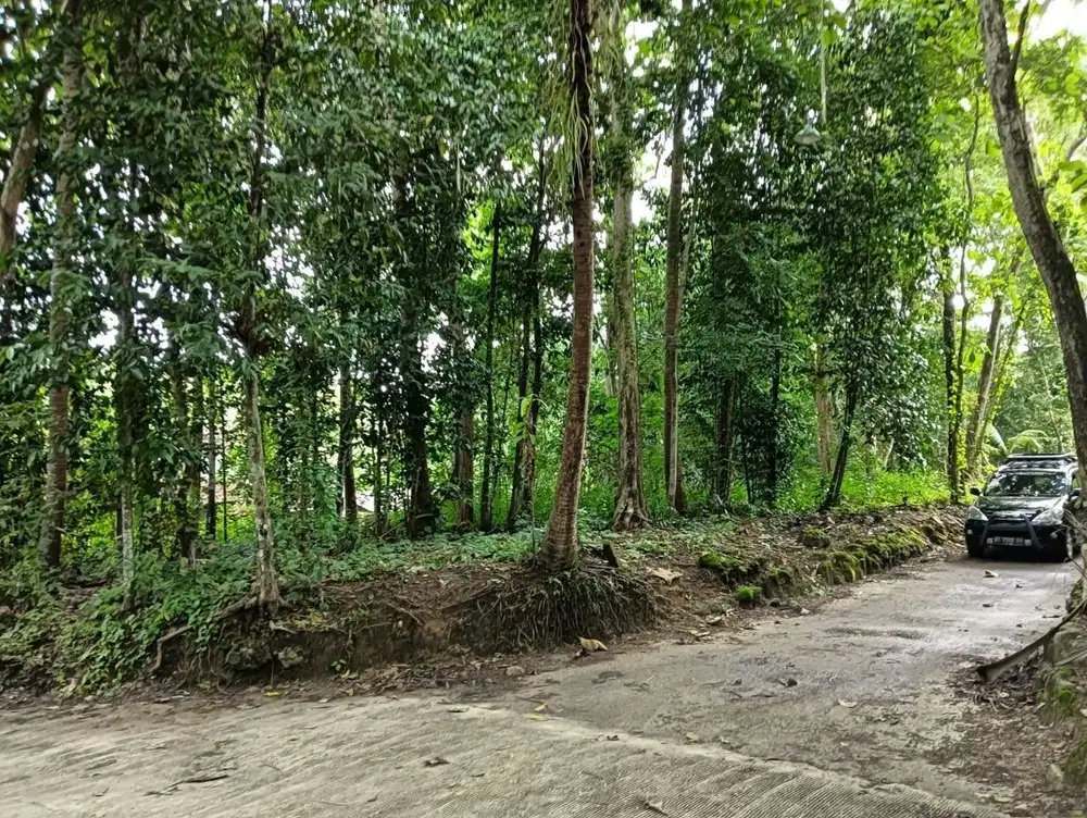 Tanah Luas Murah dekat Akses Jalan KulonProgo