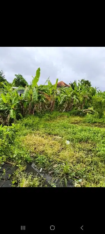 tanah kontrak BUC di Umategal Buduk