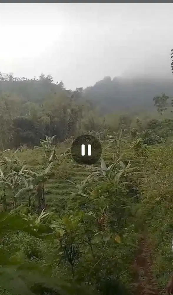 Dijual tanah kebun murah di ketinggian pegunungan wonosalam, Jombang