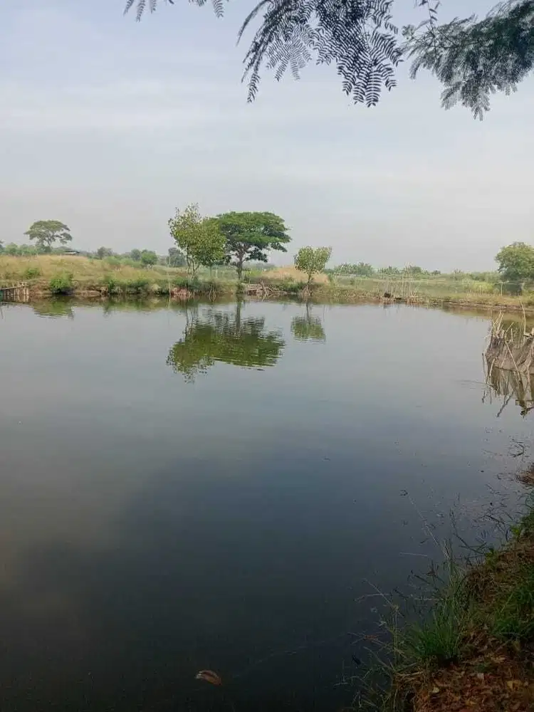 TERMURAH TAMBAK UDANG MUJAER NILA di BANGUNSARI JABON SIDOARJO