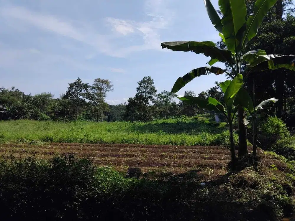 Pasuruan. Tutur ngembal. Lahan perkebunan.