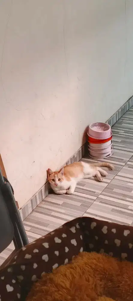 Kucing, Anak Kucing, Kitten