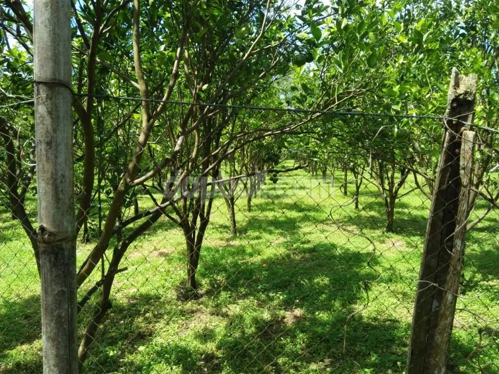Dijual tanah kebun jeruk 2Ha, lokasi di Payangan Desa Kerta