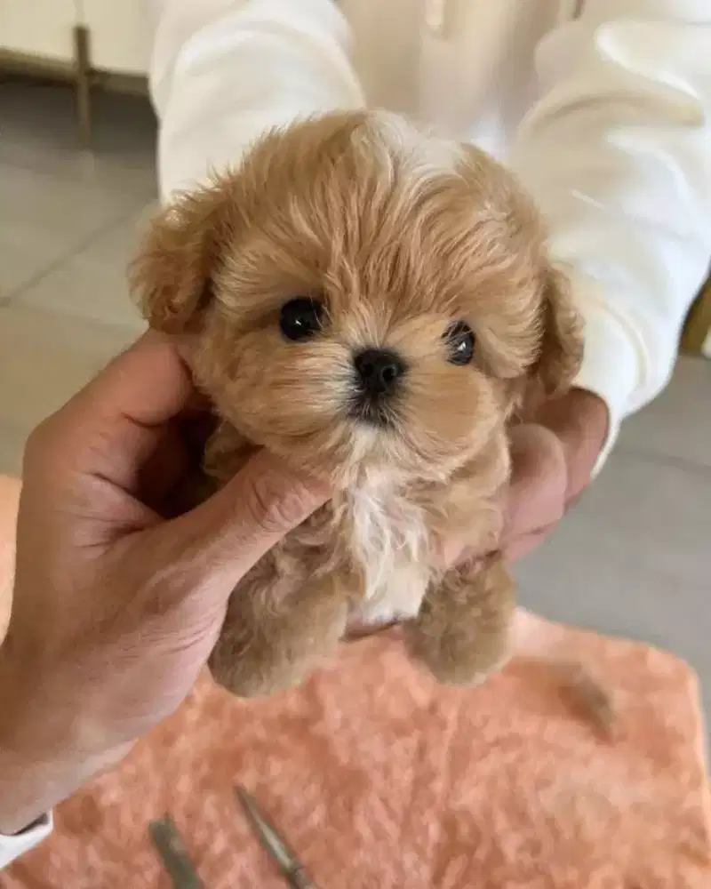 DIJUAL ANJING MALTESE MIX POODLE