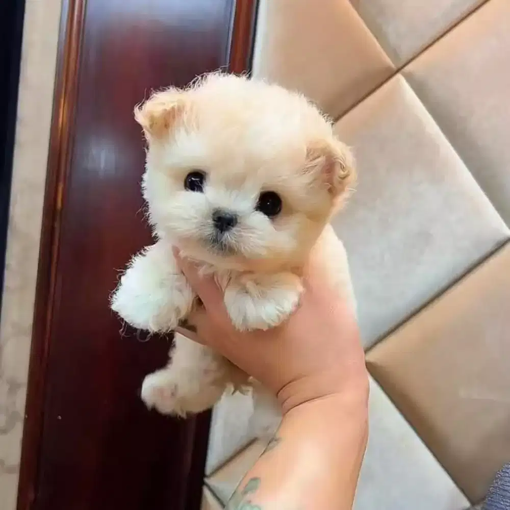 DIJUAL ANJING MALTESE MIX POM