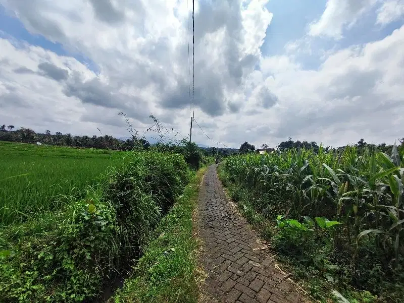 SAWAH PRODUKTIF 2070 KREONGAN PATRANG