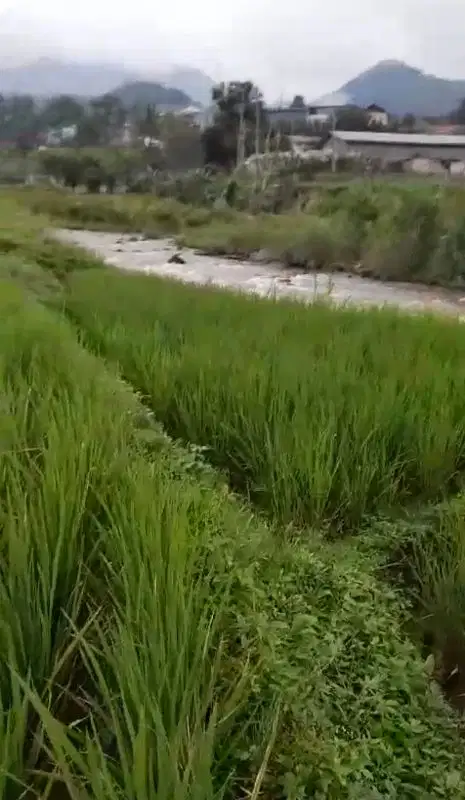 JUAL CEPAT TANAH SAWAH MURAH CIMAUNG BANDUNG SELATAN