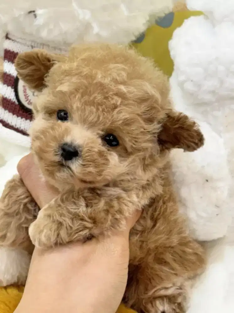 DIJUAL ANJING POODLE MIX POM