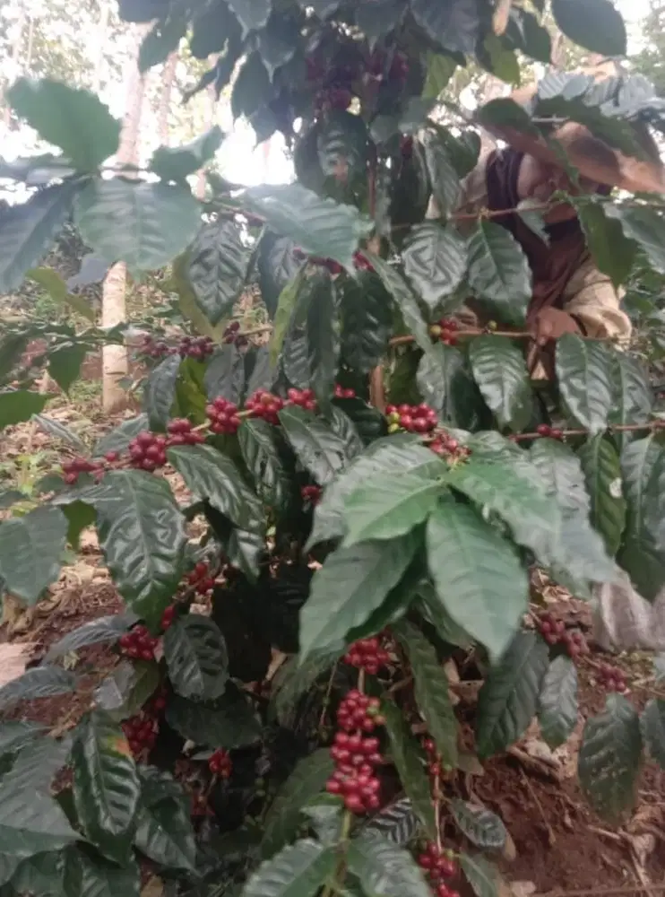Jual Kebun kopi 25 Ha, cihurip kab Garut 1 pemilik