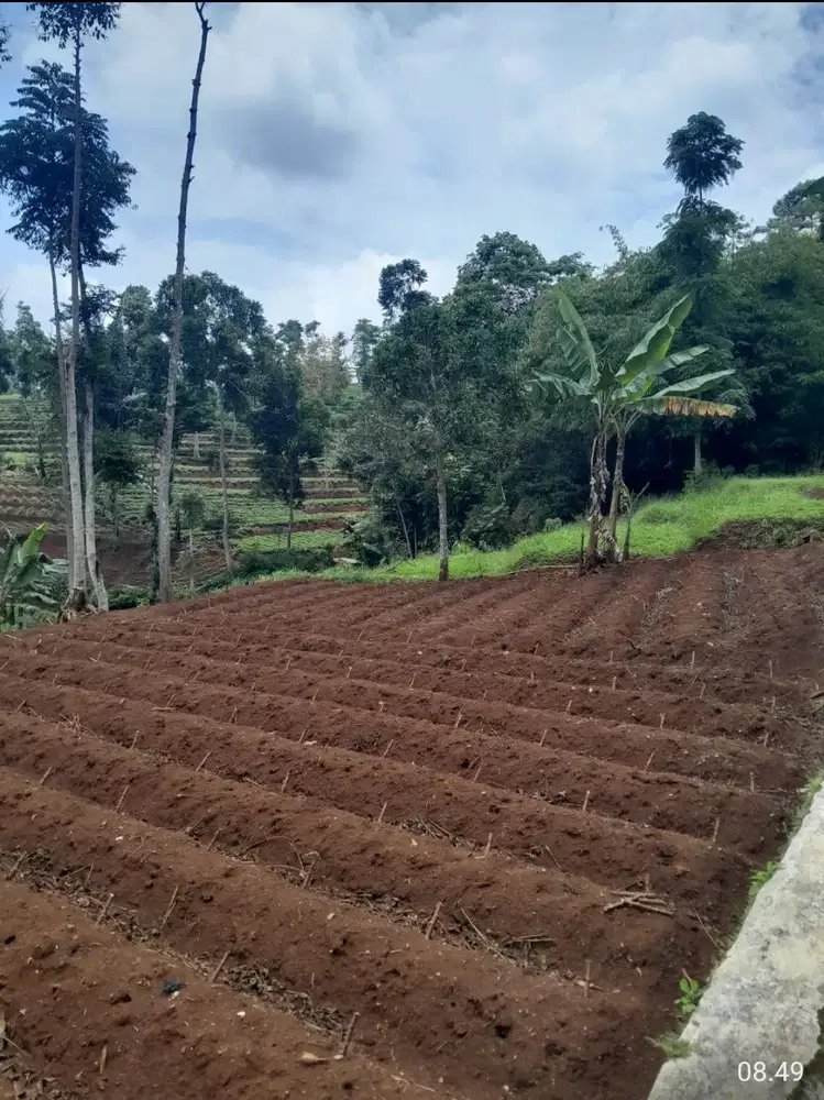 Tanah kebun masuk mobil, Cilembu sumedang