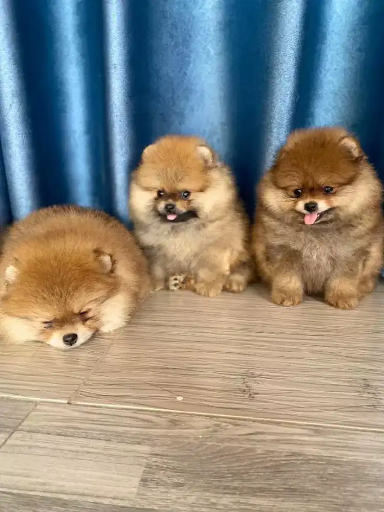 DIJUAL ANJING POM MINI POM