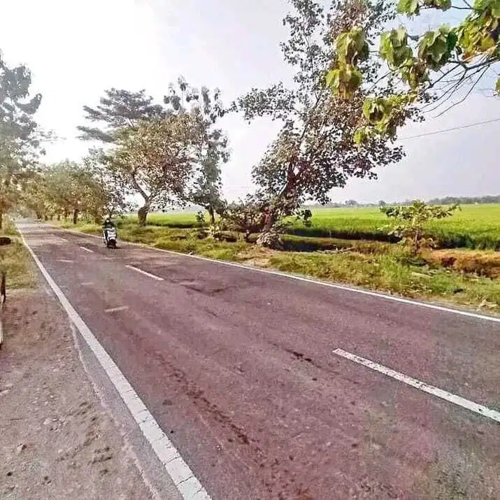 DIUAL TANAH SRAGEN, SAMBUNG MACAN SRAGEN TIMUR