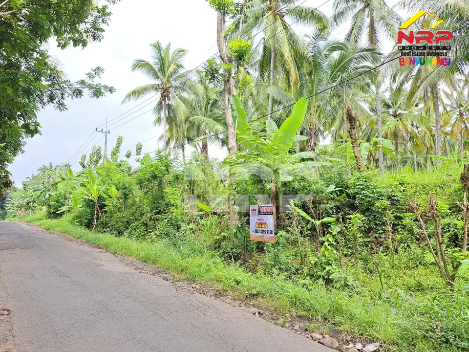 Dijual Tanah Kebun ditepi Jl. Pontianak, Kelir - Banyuwangi
