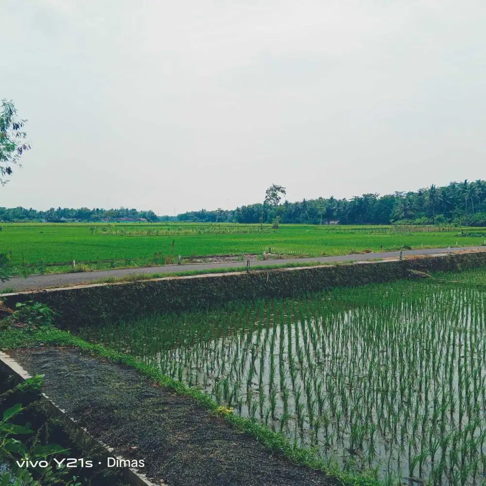 dijual sawah produktif di bantul trimurti srandakan bantul