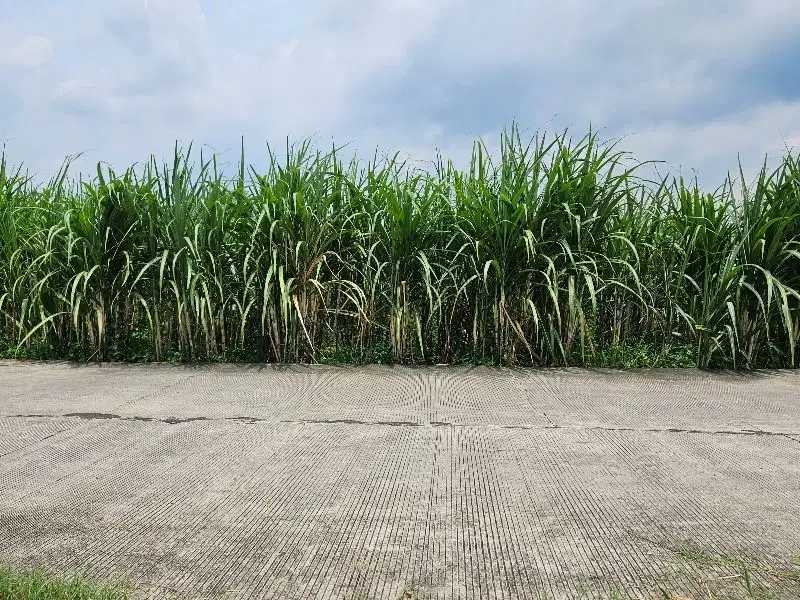 Lahan zona industri dawar mojokerto