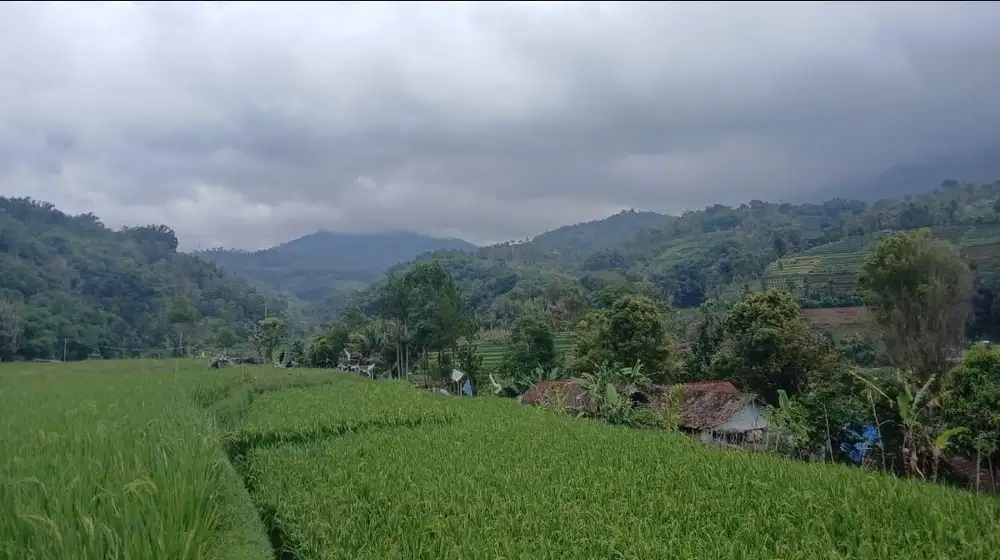 Tanah sawah 1,1 Hektar 1 pemilik, pinggir jalan