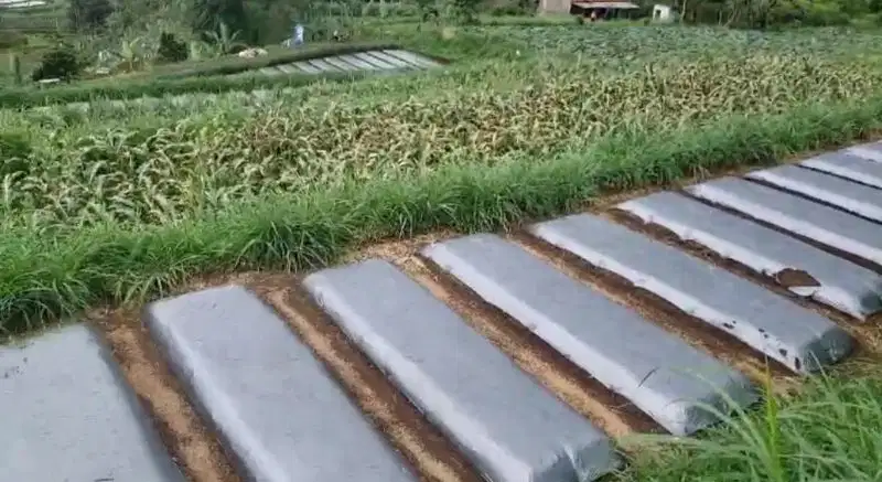 Tanah kebun subur cijambu tanjungsari akses mobil