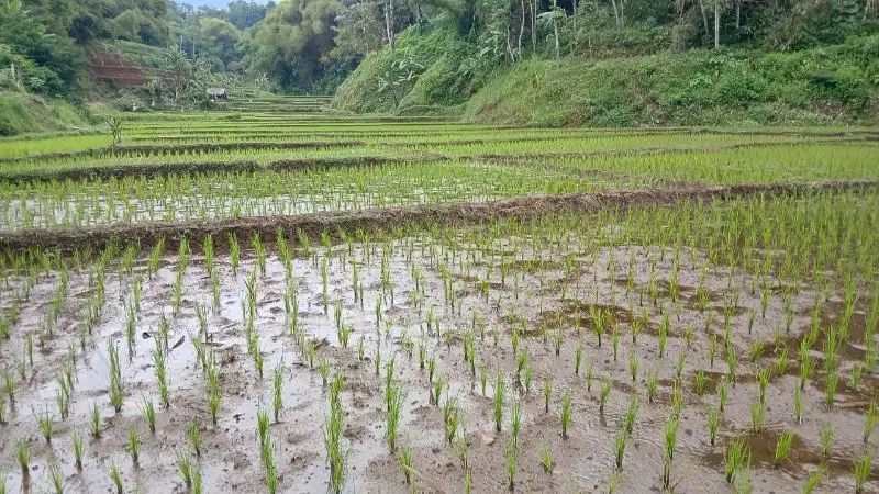 Sawah kadakajaya tanjungsari sumedang