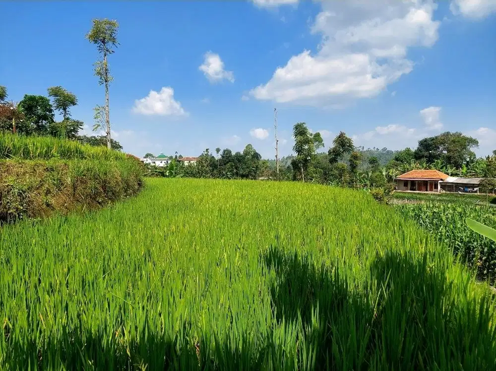 Sawah subur, air jernih masuk mobil,Tanjungsari