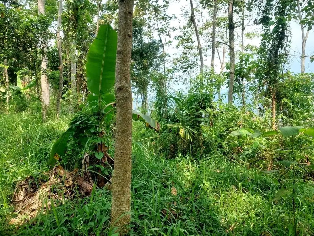 Tanah kebun 300 bata, jual murah pamulihan cijeruk