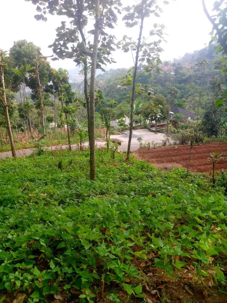 Tanah kebun pinggir jalan tegalmanggung Cinulang