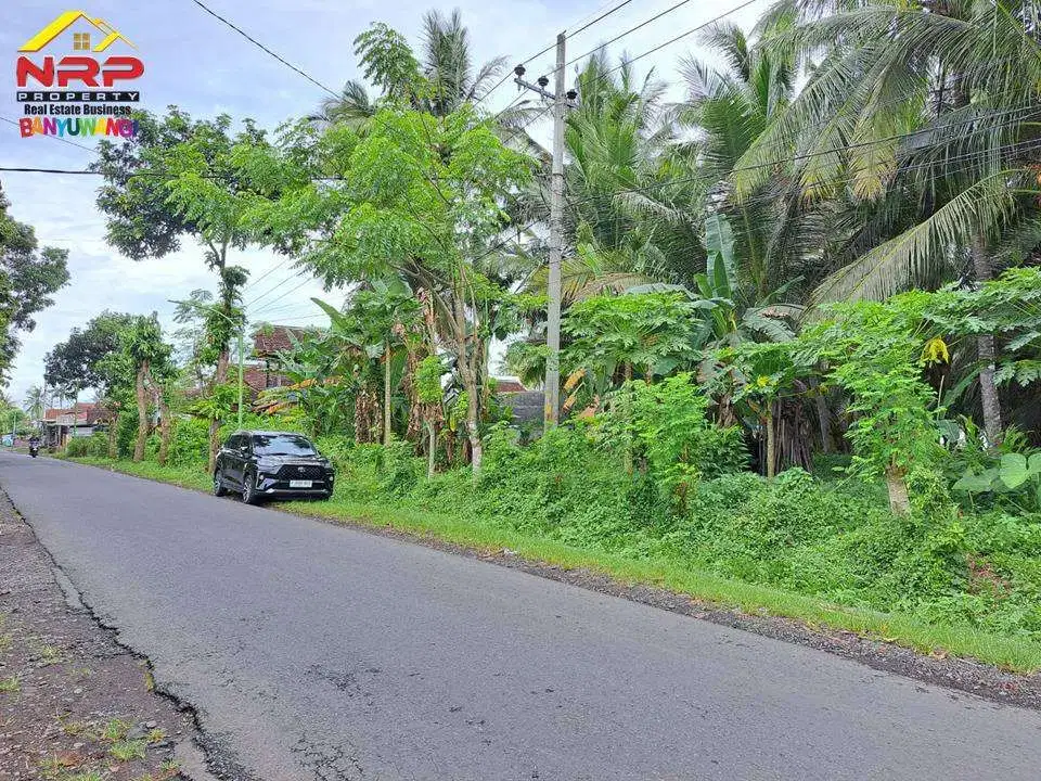 Dijual Tanah Produktif 500 Meter dari Jl. Utama Dadapan - Bwi