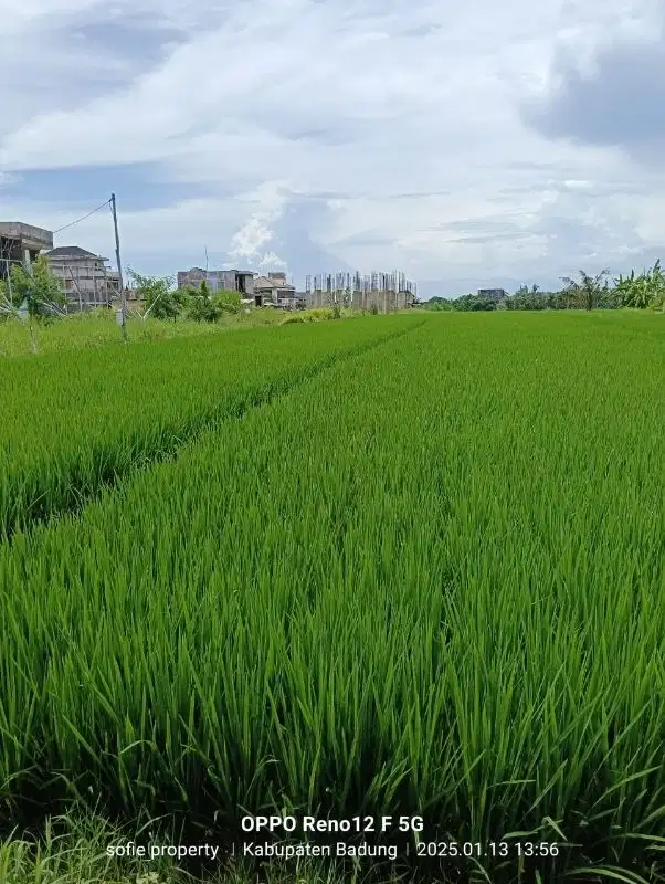 tanah  kontrak zona pariwisata dekat pantai cemagi