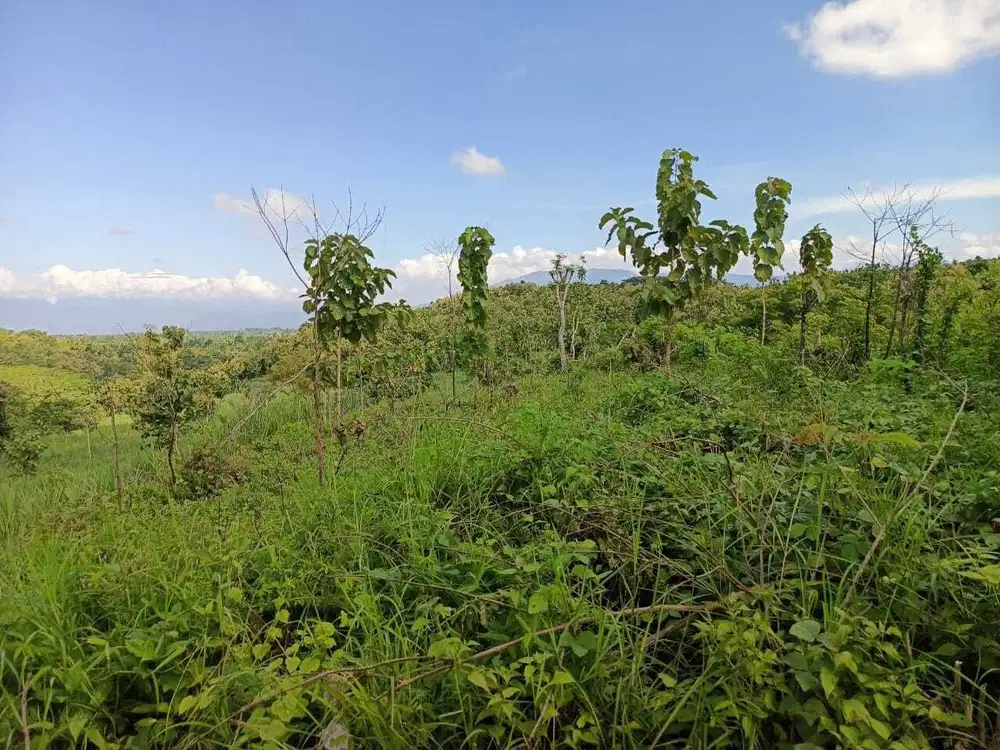 Dijual Tanah Pertanian 60ha di Bondowoso