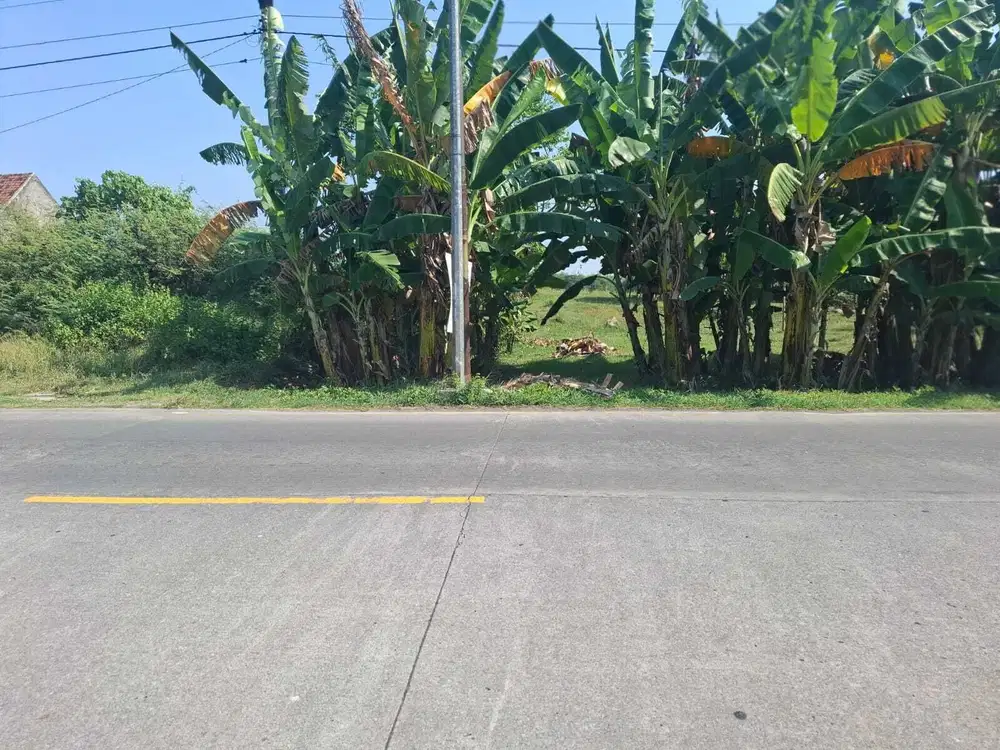 Dijual lahan 3,4ha dekat tol pungkruk sragen