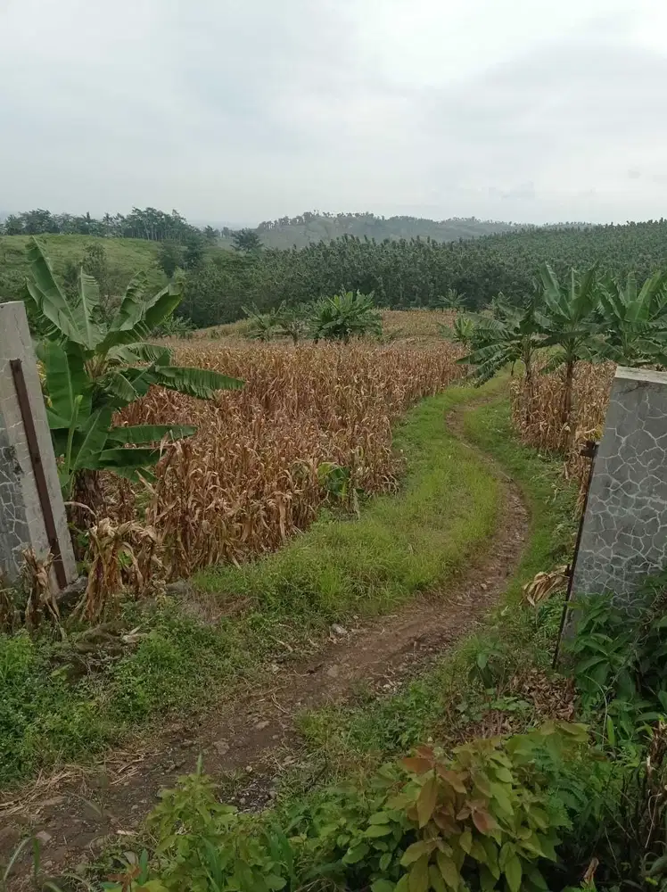 DIJUAL TANAH ZONA KUNING UNTUK PERUMAHAN/ GUDANG, WELERI KENDAL