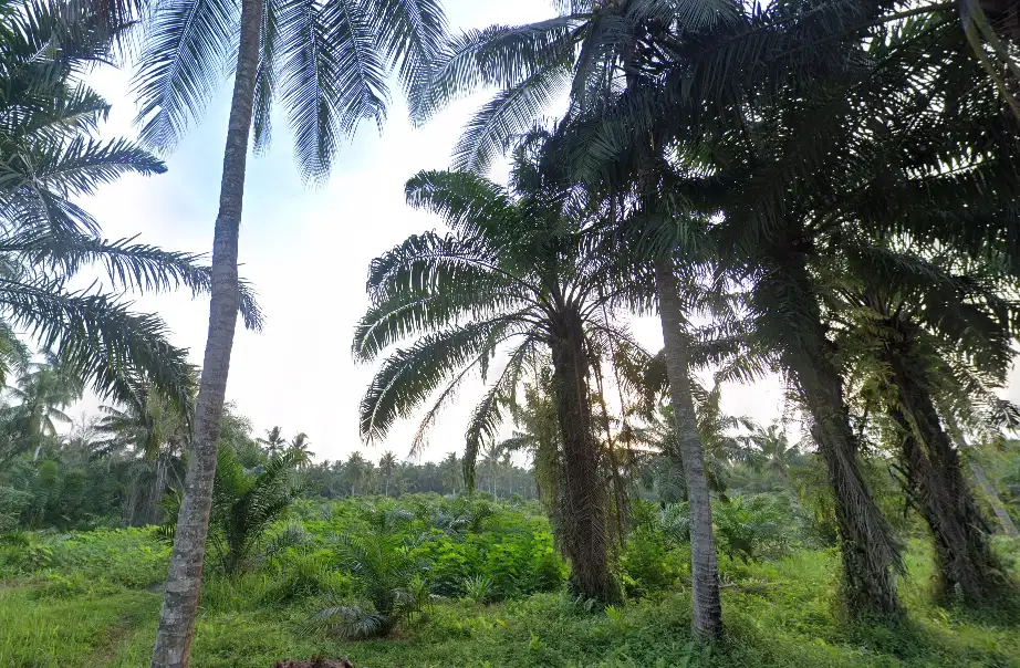 [DIJUAL] TANAH LUAS 3,2 Hektar – Lokasi Strategis di Air Joman, Asahan, Sumatera Utara