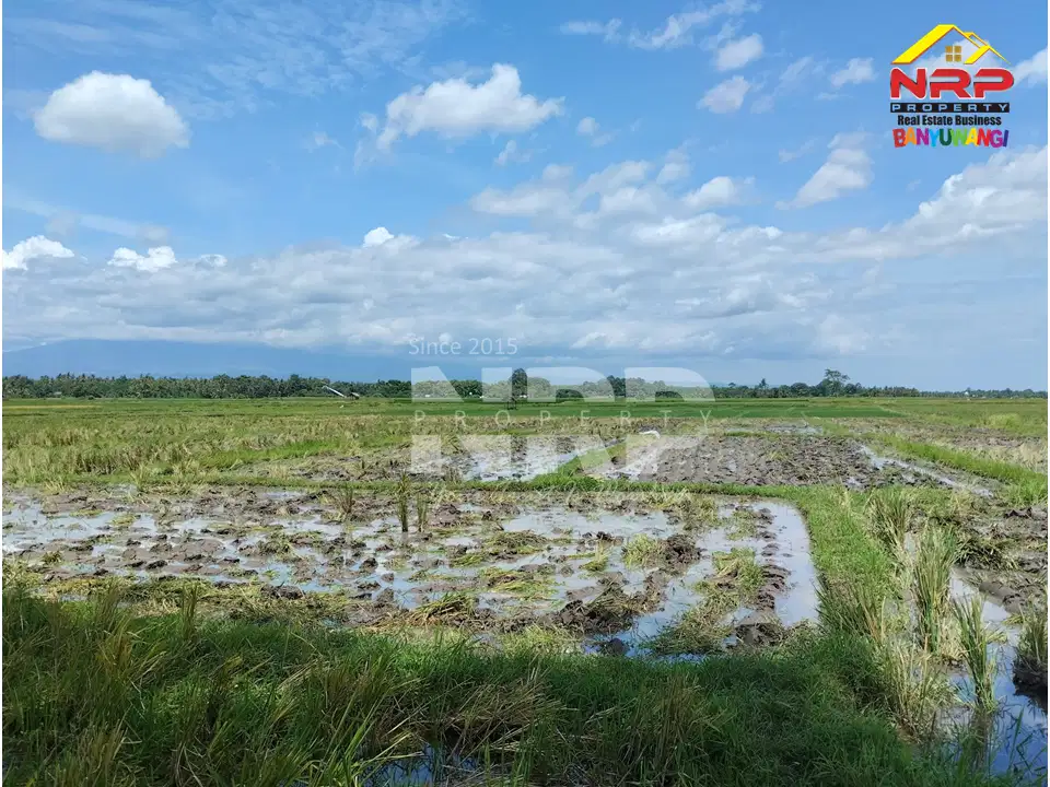 Dijual Tanah Sawah Murah di Rogojampi - Banyuwangi
