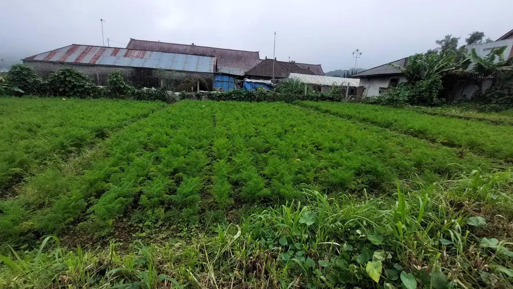 tanah kavling premium di Bedugul baturiti tabanan,dkt dgn Kebun Raya