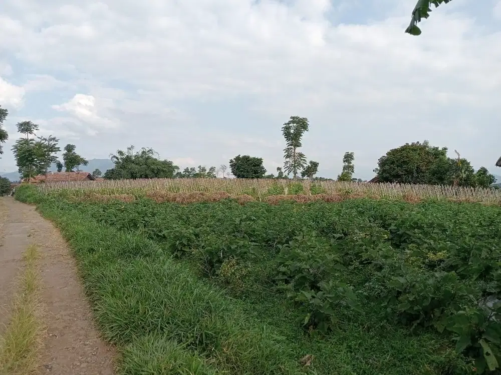 Tanah kebun subur MDPL 1000, SHM, sukawangi