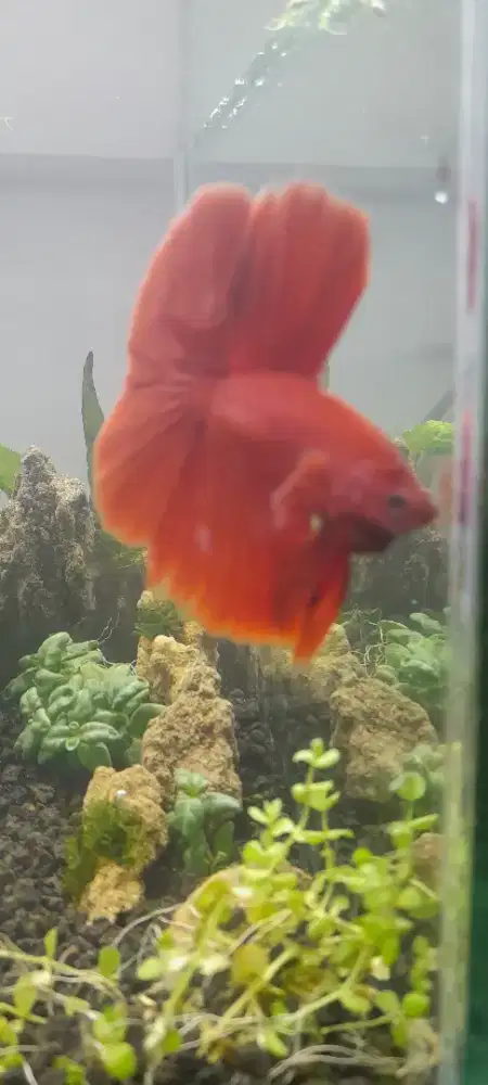 Aquascape cupang HM Rose Tail Super Red