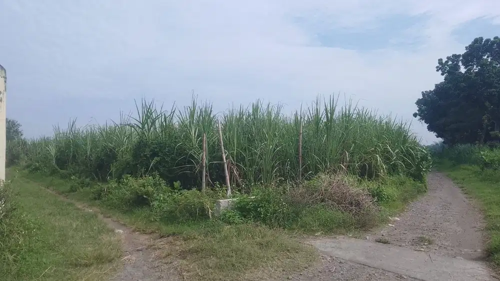 Lahan 2000m² SHM Belakang SMP Ngasem – Akses Mobil – Lokasi Strategis