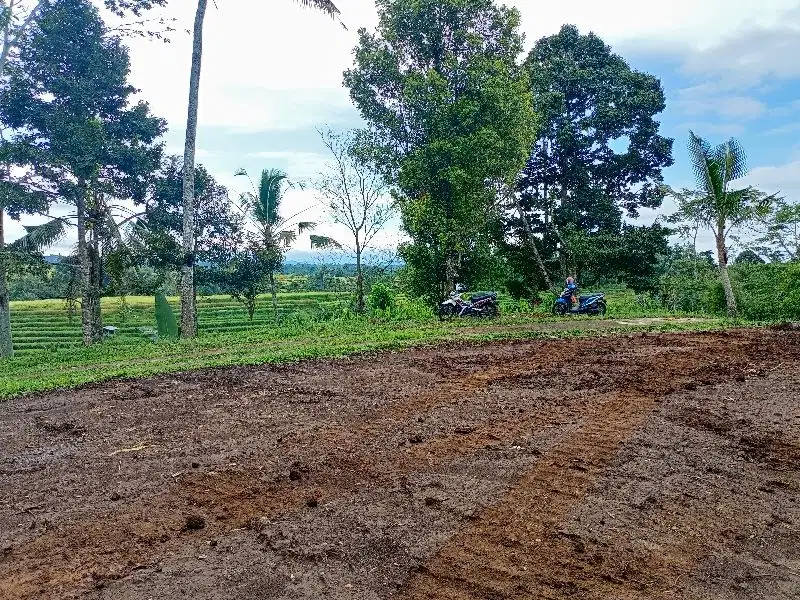 jual tanah Tabanan penebel 2are 50jt/are Nego