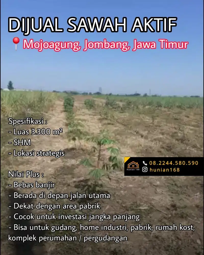 Tanah Sawah Aktif Produktif Raya Propinsi Mojoagung Jombang Jawa Timur