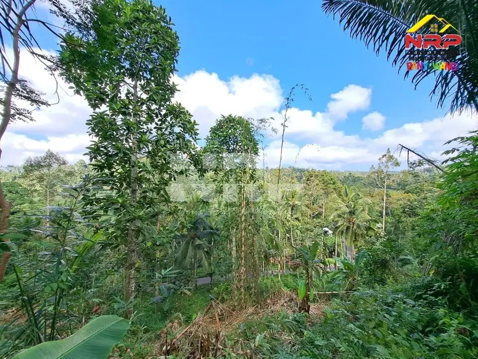 Dijual Tanah Dengan View Cantik Murah di Desa Licin, Banyuwangi