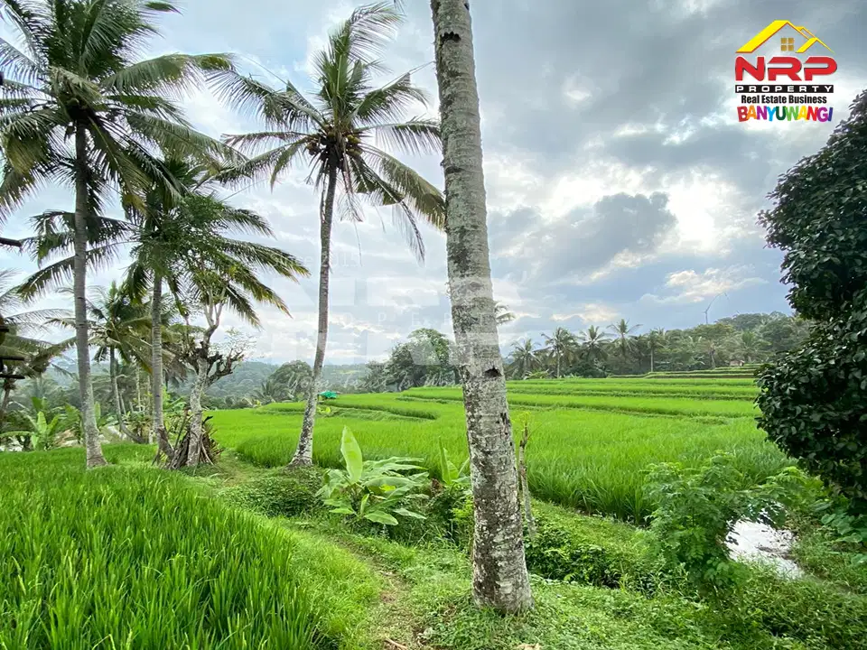 Dijual murah tanah sawah di Licin Banyuwangi