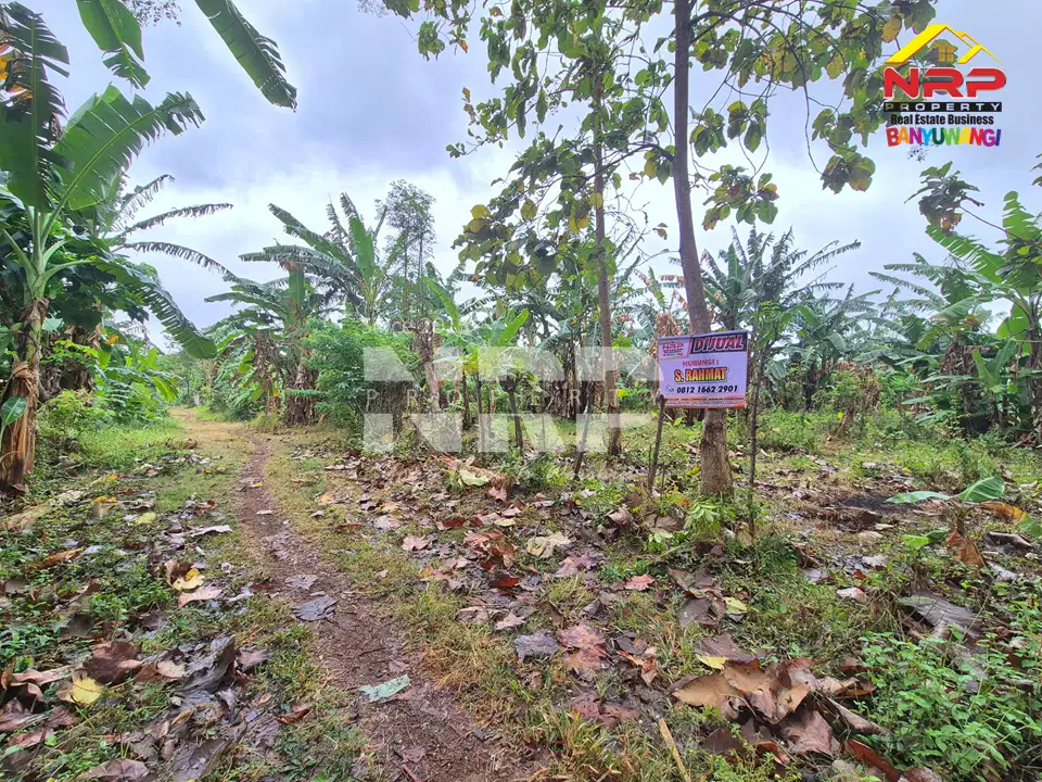 Dijual Tanah Kering Murah Siap Bangun di Bulusan - Banyuwangi