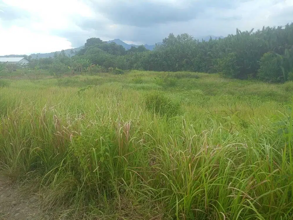 Tanah di Mamuju  1.810 meter Smg BTN Tarambang Smg Sungai Mamuju